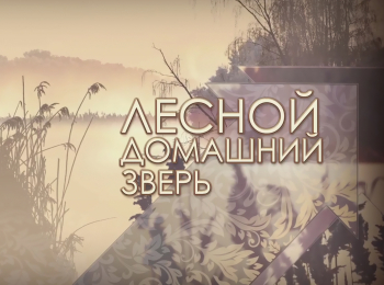 программа Охота: Лесной домашний зверь 10 серия