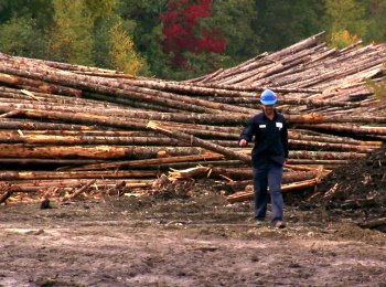 Лесорубы-Белое-золото