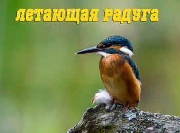 программа Культура: Летающая радуга