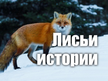 программа ОТР: Лисьи истории