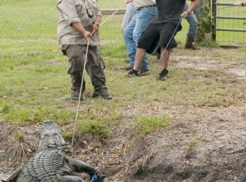 программа Беларусь 24: Люди на болоте Побег крокодила