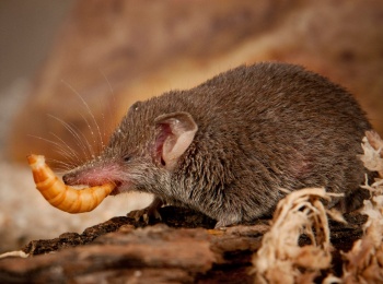 Мал,-да-удал-16-серия