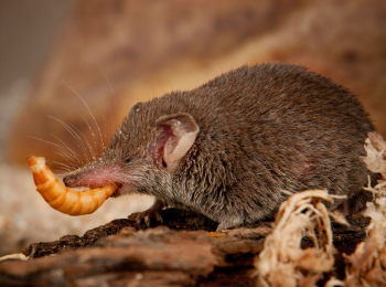 программа Загородный: Мал, да удал 18 серия