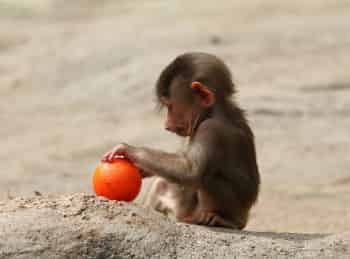 программа Культура: Маленький бабуин и его семья