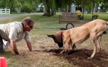 программа А2: Мармадюк