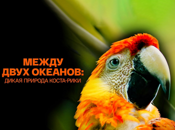 Между-двух-океанов:-дикая-природа-Коста-Рики
