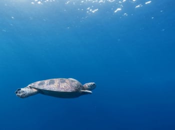 программа А1: Мир безмятежности 8 серия