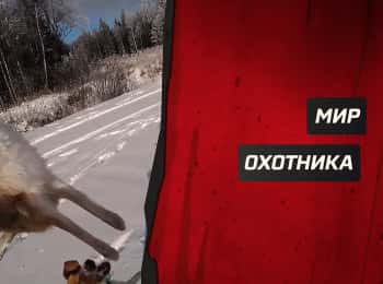 программа Охота: Мир охотника Охота на кабана с собаками
