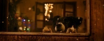 Мое собачье дело кадры