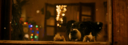 Андрей Андреев и фильм Мое собачье дело (2024)