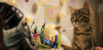 программа Киносемья: Мой котик и я