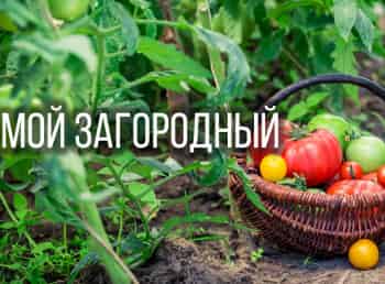 Мой-Загородный-Огурцы