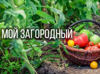Мой-Загородный-Хозяйственные-постройки