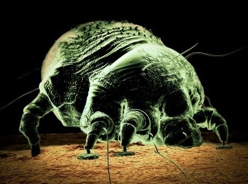 программа TLC: Монстры внутри меня Где у меня червь?