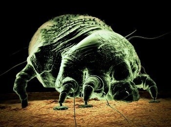 программа TLC: Монстры внутри меня От меня пахнет смертью