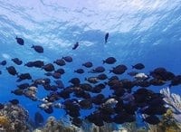 программа Здоровое ТВ: Море здоровья 3 серия