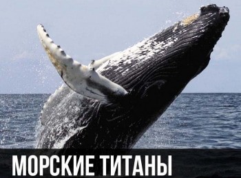программа Морской: Морские титаны Обитатели глубин