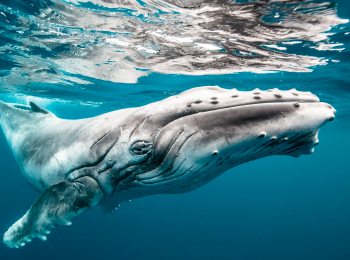 программа Морской: Морские титаны