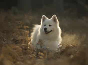 программа РазТВ: Моя собака гений!