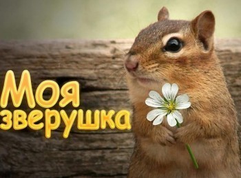 программа Радость моя: Моя зверушка Кошки Буся и Пуся
