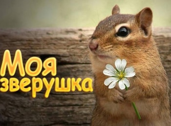 программа Радость моя: Моя зверушка Тропические метелицы