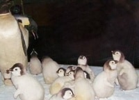 программа Russian Travel Guide (RTG): Музей Арктики и Антарктики