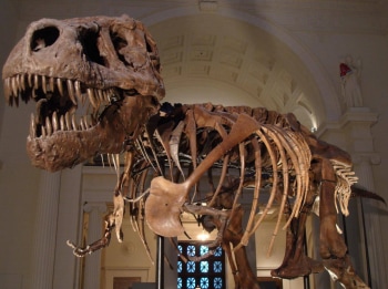 программа Travel Channel: Музейные тайны Героический козел