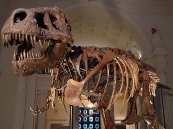 программа Travel Channel: Музейные тайны Пинг понговая дипломатия