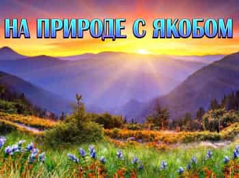 программа РазТВ: На природе с Якубом