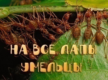 программа БелРос: На все лапы умельцы