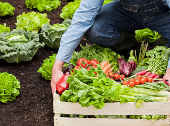Научный-подход-Средства-защиты-растений-от-вредителей-и-болезней