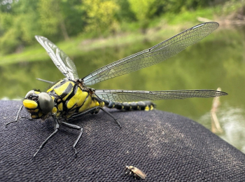 программа Охота: Неожиданные поимки в ручье 42 серия