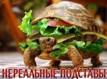 Нереальные-подставы-Захватывающая-Неделя-с-акулами