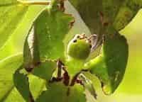 Невидимки-в-джунглях