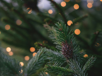 программа Теледом: Новогодний огонек 2026