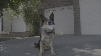 программа СТС: Одни дома