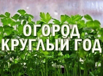 программа Загородная жизнь: Огород круглый год Земляника садовая