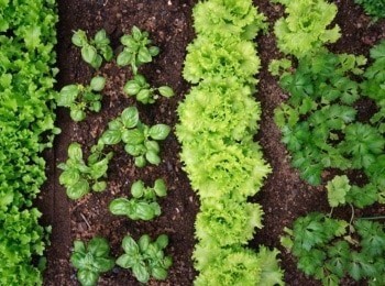 Огород-от-кутюр-13-серия