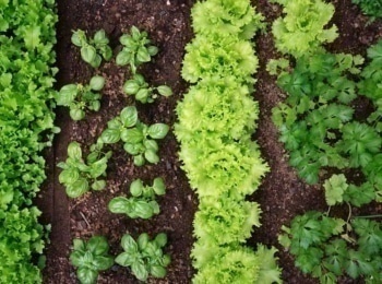 Огород-от-кутюр-14-серия