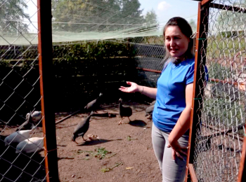 Они-такие-домашние-Курицы