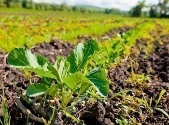 программа Усадьба: Органическое земледелие Эпизод 1 й