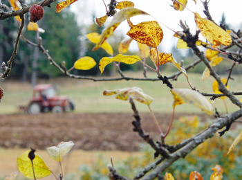 программа Усадьба: Осенние работы с Мариной Рыкалиной Октябрь Часть 1