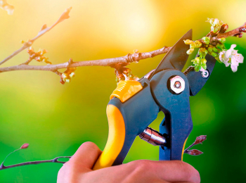 программа Усадьба: Ох уж эти ветки! 3 серия