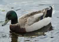 программа Охота: Охотничьи меридианы 42 серия