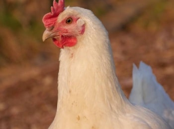 Пернатый-бизнес-7-серия