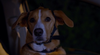 программа ТВ3: Пес под прикрытием