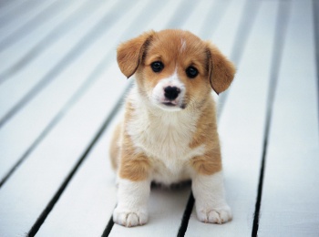 Планета-собак-Поденко-канарио