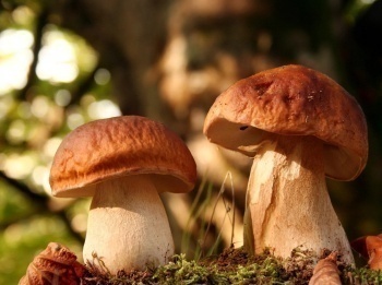 По-грибы-Рядовки