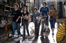  про приюты для животных