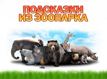 Подсказки-из-зоопарка